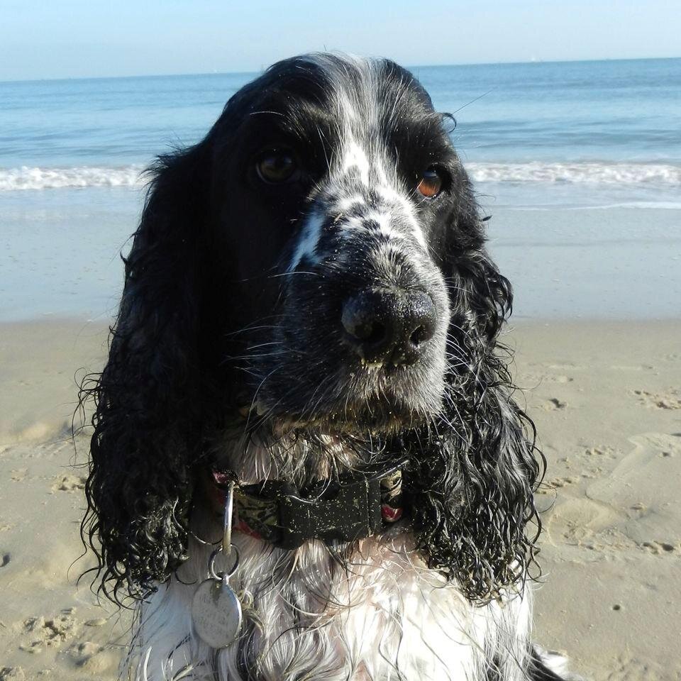 A cocker spaniel with a spotty nose. Lives in Dorset. Rolls in fox poo. Eats smelly tripe. I have a bed but like the sofa more. Studio manager @nina_jewellery