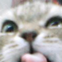 ぱぴこ Profile