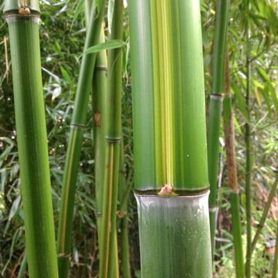 to challenge the climate chance reforested the world with bamboo