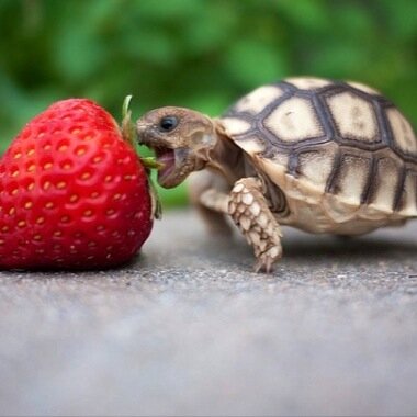 fatlassy's profile picture. Just my little space for my thoughts and feelings about my diet on sliiming world! So dont mind me :)