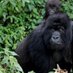 UG WILDLIFE SOCIETY (@wildlifeug) Twitter profile photo