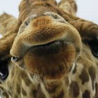 Joe Mina (@jmina249) 's Twitter Profile