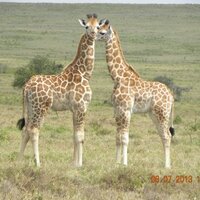 Amos chege (@muthiuru) 's Twitter Profile