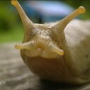 Slug Cult (@00slug) Twitter