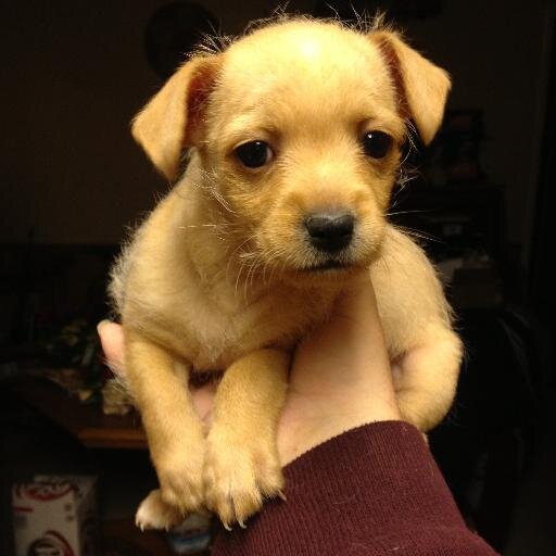 blucky641's profile picture. Fun loving with a sense of Humor and Personable. Enjoy Camping and Horse Back Riding..Plus Spending a Lot of Time Playing With My Best Pooches Midas and Thor 😎