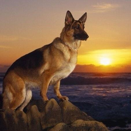 🐕Дрессировка собак: окд, зкс, компаньон, телохранитель и др. 🐱Гостиница для животных 🎓Курсы кинологов, грумеров, хендлеров и др. Космонавтов 29/7, ☎️983-64-51