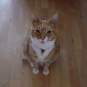 Sue Appleby - @SHATiger1 - Twitter