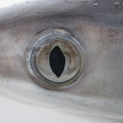 SharkScience Profile Picture