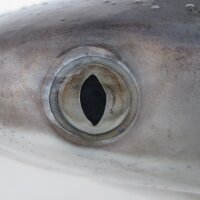 Shark Science (@sharkscience) 's Twitter Profile Photo Shark Science (@sharkscience) 's Twitter Profile Photo