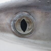 Shark Science(@SharkScience) 's Twitter Profile Photo