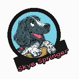 High Five! I'm a Springer Spaniel living beside the Gobbins in Northern Ireland. Read about me in my beautifully illustrated Skye's Waggy Tales storybooks