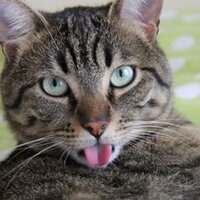 Chavabarder (@chavabarder) 's Twitter Profile