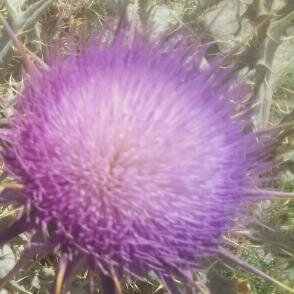 aahzzi17's profile picture. 