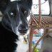 PepperTheDog Musko (@pepper_muskogee) Twitter profile photo
