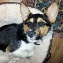 leo walsh - @armyman_leo - Twitter