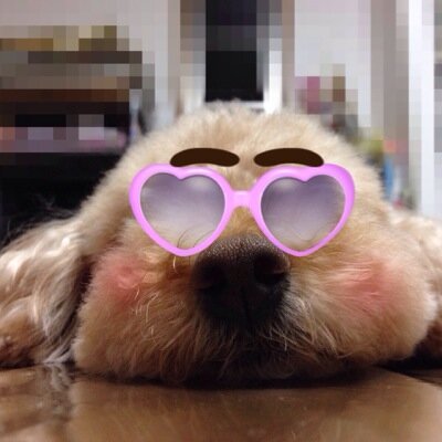 2024.1.26モコさん15歳11ヶ月と1日でお空へ旅立ちました🌈 野良猫チビしゃんは まだまだ元気です♪♪ https://t.co/jiubmoElAF
