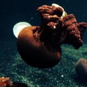 Fawn King - @FawningOverIt97 - Twitter