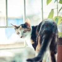 Cat.Wu (@k_amwxd) Twitter profile photo