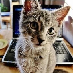 cats cats cats cats cats cats cats cats cats cats cats cats cats cats cats cats cats cats cats cats cats cats cats cats cats cats cats cats cats cats cats cats