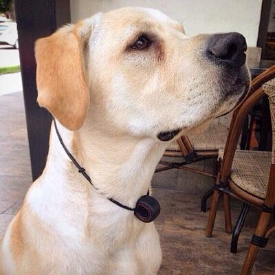 La cuenta oficial de un Perro con muchas historias que contar! Embajador NUPEC