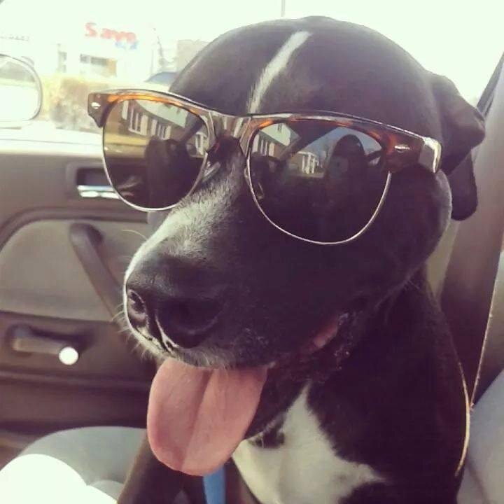 My name is Max and I perform music under the moniker Dolfish. When I'm not on tour I'm hangin with my wonderful girl and sweet baby pitbull Zeke.