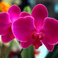 ConchitaCorona1's profile picture. Linda hermosa agradable y simpatica. Lic. en pedagogía. Amante del chi-kunng.