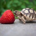 Alex Ashcroft - @ThriveAliveNutr - Twitter