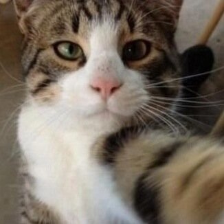 Sono kitto il katto di twitter
