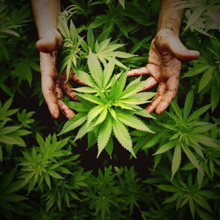 This page is dedicated to sharing the most compelling cannabis news, stories, events, and photos from around the internet. Follow when high.