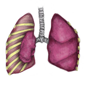 What causes lungs collapse? What are the symptoms? Learn more on our Website!