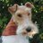 TommyTweeds's profile image