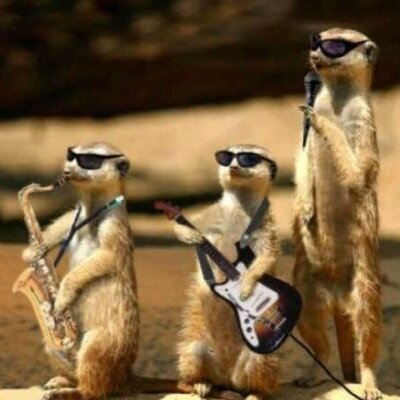 If you were high on a safari what would you see....