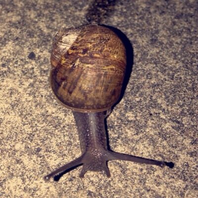 Snails are love. Snails are life.