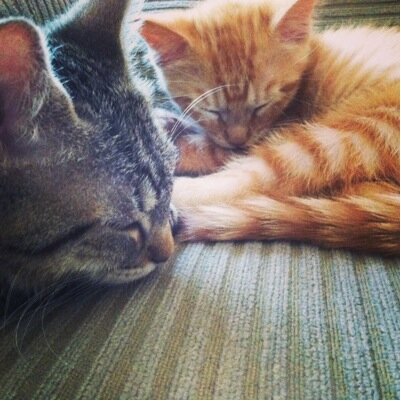 This is the tail of 16 foster kittens who are just looking for new toys to pounce on