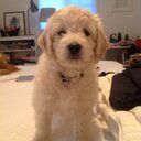 Laura scheuer - @sofiasaan - Twitter