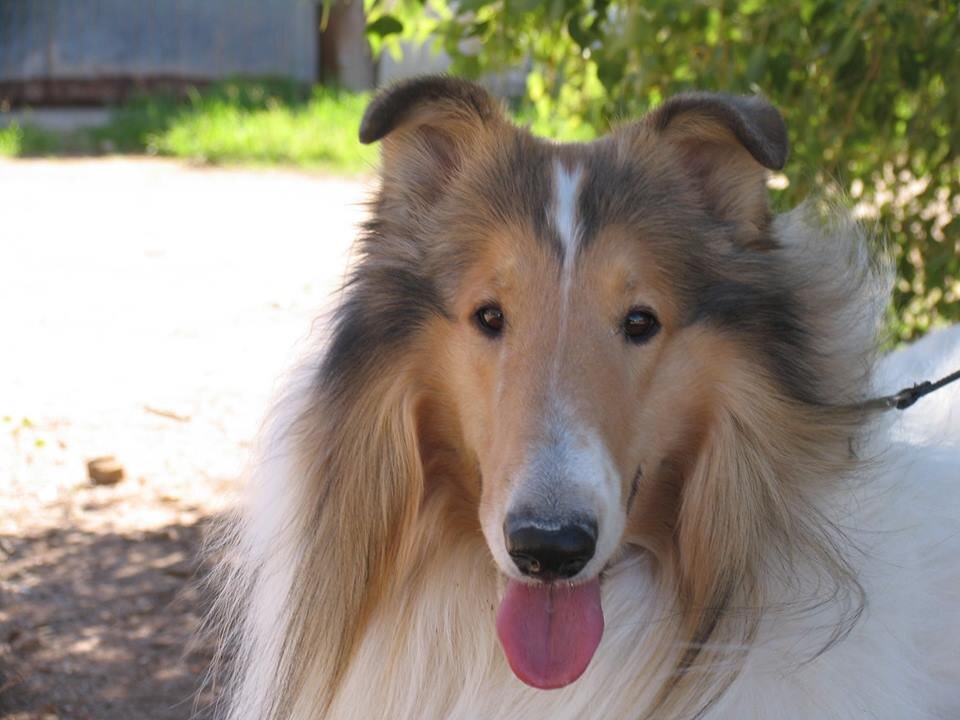 Medical devices supplier internationally in mobile facility for long term short term and emergency. Have Collies and horses. Have been in 40 countries  and deal