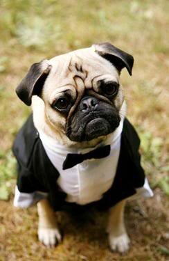 Casting Pug - TV casting in the UK. Run by TV professionals. Let the Pug do the talking.