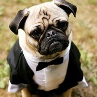 Casting Pug (@castingpug) 's Twitter Profile