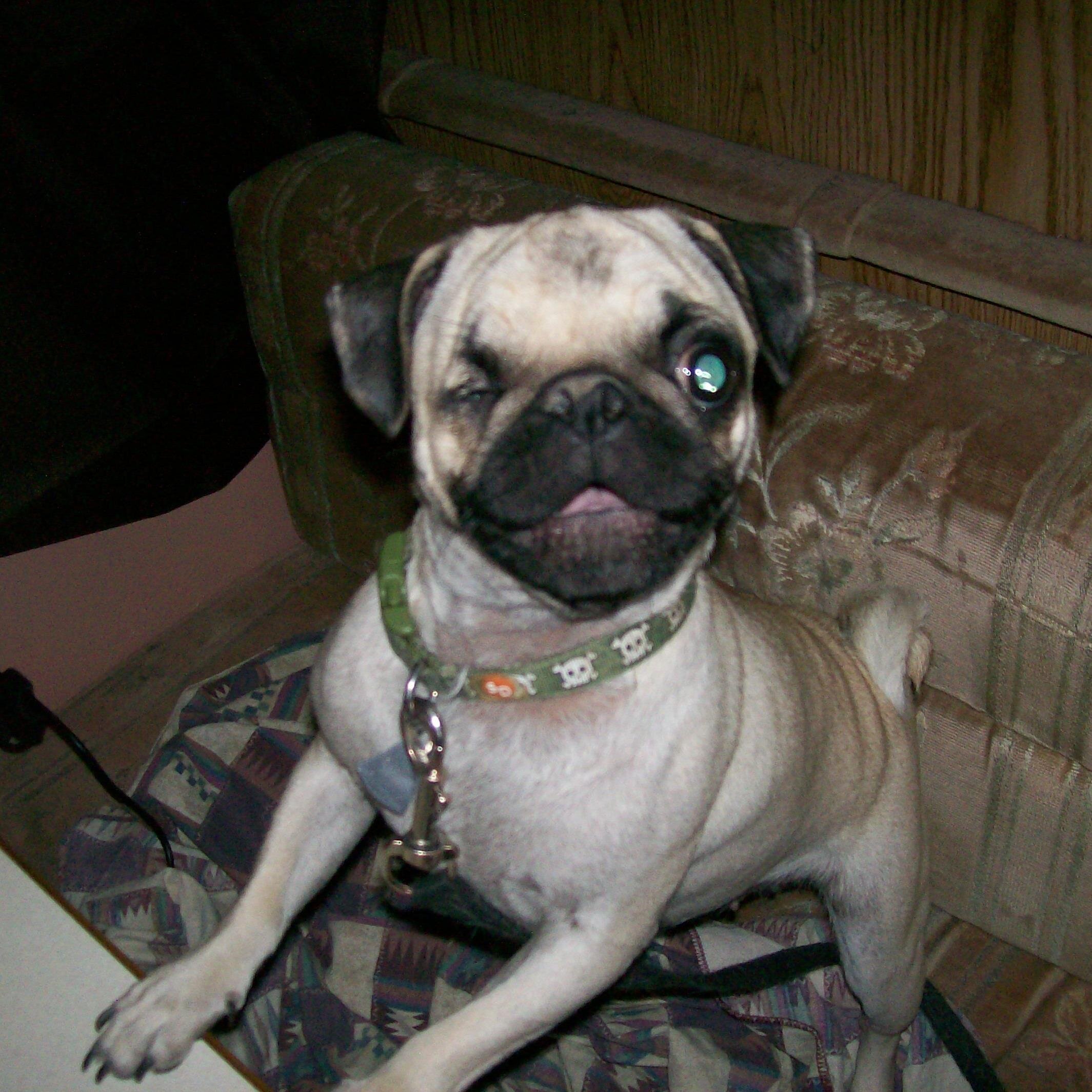 Female Pug, found my forever home @ 7weeks old and been loving my humans since. Always looking for new friends and adventures!  I also have a Cat friend!!