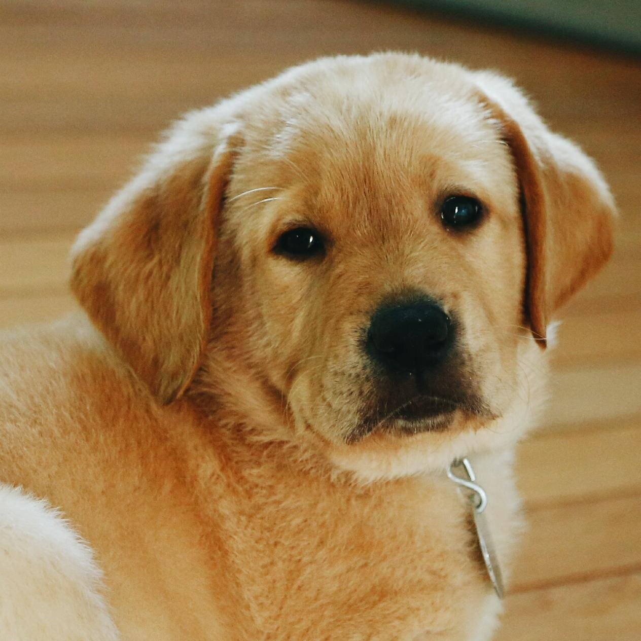 I'm Barty, the cutest Yellow Lab ever! When I grow up, I want to be a Leader Dog!