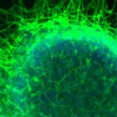 Professor of @UWBioE, @UWMedicine Biomaterials for Nerve Injury, opinions are my own.