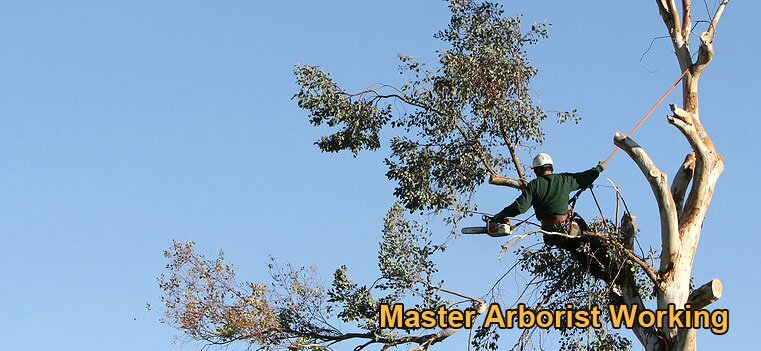 I run a Tree Service company in BC and we are specialists at tree removal, tree cutting, shrub trimming.  Anything to do with trees we will do.  Call us.