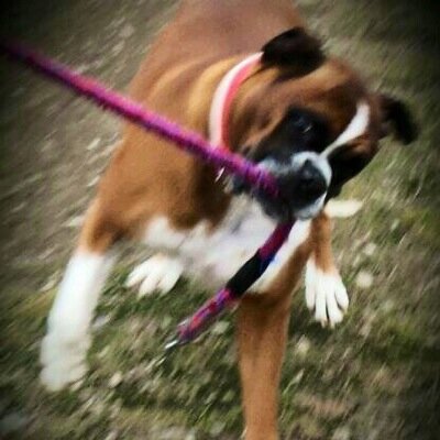 solotrasto's profile picture. “La vida es un naufragio, pero no debemos olvidar cantar en los botes salvavidas.” Voltaire