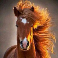 عبدالله المليفي (@abooodi616) Twitter profile photo