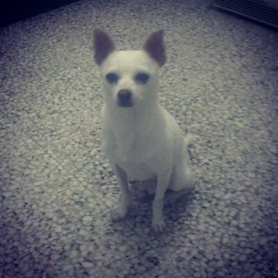 Chihuahua, solterito y feliz, ¿qué más quieres perra?
