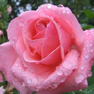 lajarar's profile picture. 