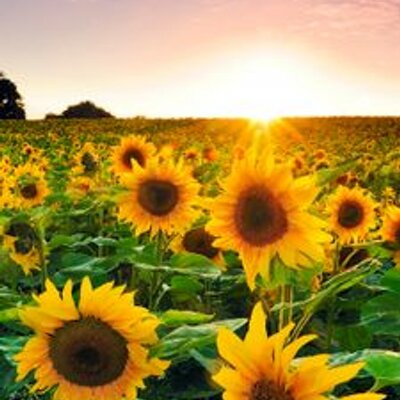 うえだ On Twitter 高校数学がわからない 集合と事象の違いはなんなんですか 確率では なんで共通部分を積事象と言うんですか なんで 補集合を余事象と言うんですか