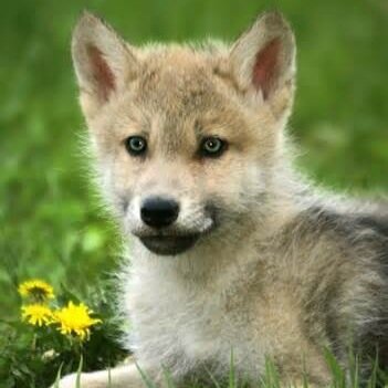 Hello I'm Ramona I'm a wolf pup my brother is @Zayn_TheWolf and as hard as it is to belive yes I am the younger one
