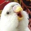 Old bird IRL, mostly moving over to the Blue Bug (same name) site beyond replies.