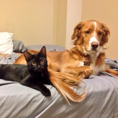 charliepicklesb's profile picture. Terrible Trio! 〰 CHARLIE - Irish Setter Mix 〰 MEEKA - cutest black Siamese cross 〰 REMI - English Setter